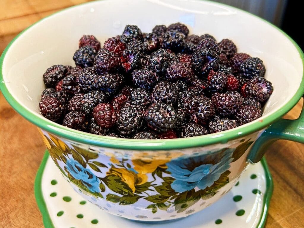 a bowl of fresh picked and washed black raspberries